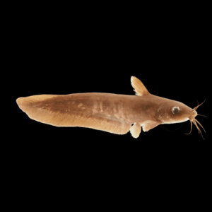 Narrow Fronted Tandan Catfish Neosilurus Ater 20cm