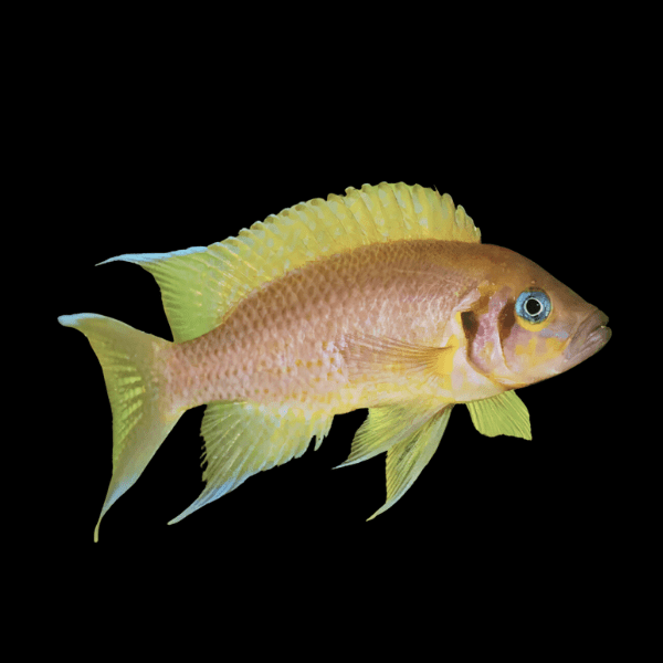 Neolamprologus Falcicula Cygnus Tanganyikan African Cichlids 5cm