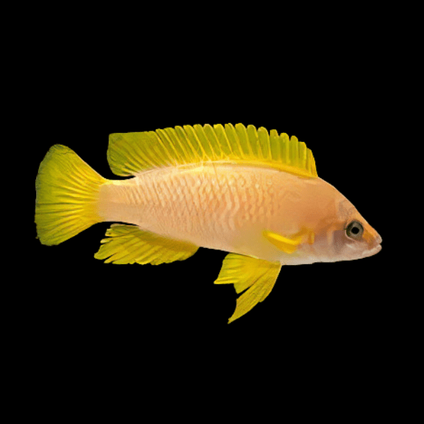 Neolamprologus Mustax Tanganyikan African Cichlids 3cm