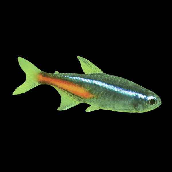 Neon Green Tetra Paracheirodon Simulans 2cm