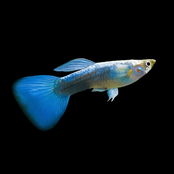 Neon Male Guppy Poecilia Reticulata 3cm