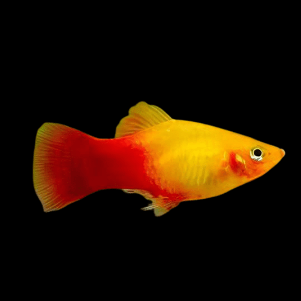 Neon Platy Xiphophorus Maculatus 3cm