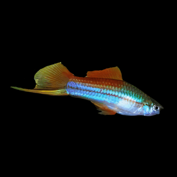 Neon Swordtail Xiphophorus Hellerii 3cm