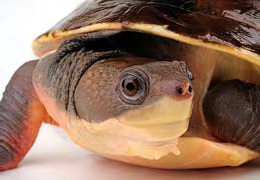 New Guinea Snapping Turtle Elseya Novaeguineae 15cm - Image 5
