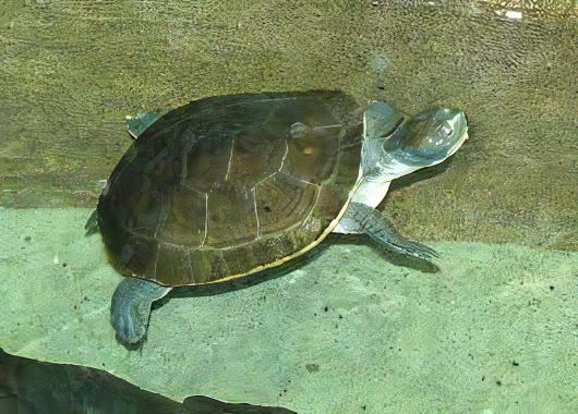 New Guinea Snapping Turtle Elseya Novaeguineae 15cm - Image 3
