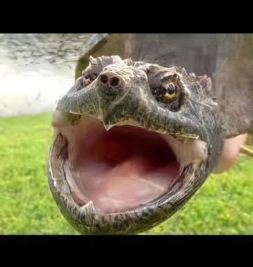 New Guinea Snapping Turtle Elseya Novaeguineae 15cm - Image 6