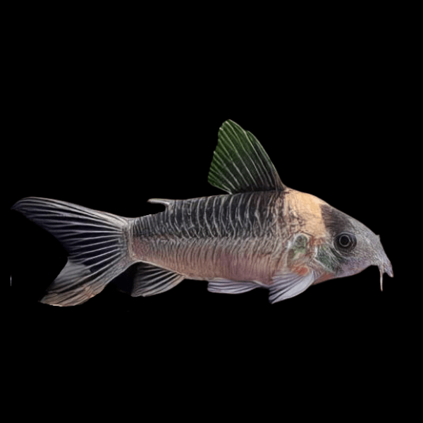 Nijessens Corydoras Nijsseni 3cm Catfish