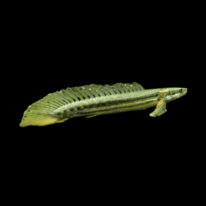 Nile Bichir Polypterus Bichir Bichir 10cm