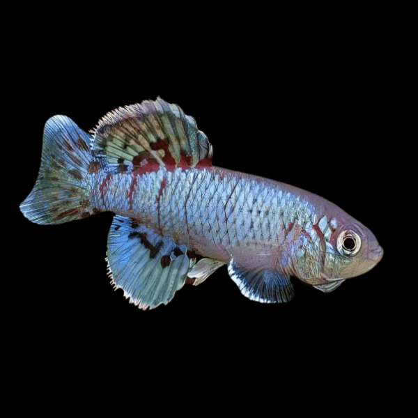 Nothobranchius Eggersi Blue Killifish 3cm