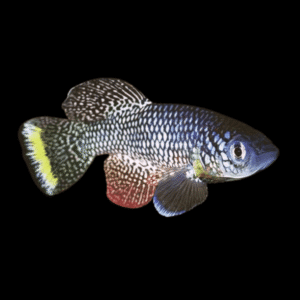 Nothobranchius Furzeri Turquoise Killifish 3cm