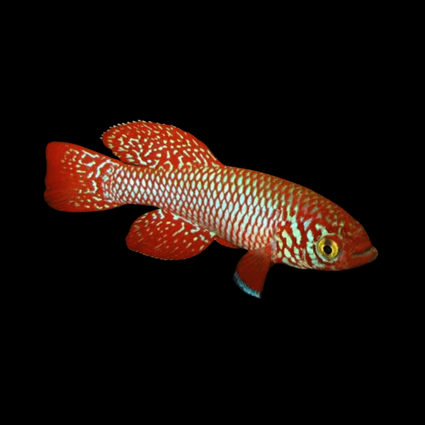 Nothobranchius Kadleci Red Killifish 3cm