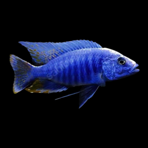 A1 Aulonocara Nyassae Blue Peacock Malawi African Cichlid 10cm – Auction