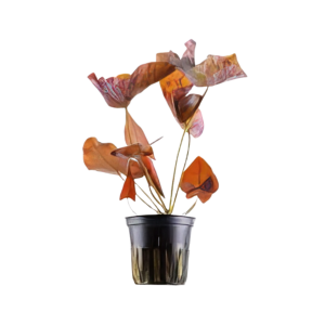 Five Potted Plants Red Tiger Lotus Bulb Plant Nymphea Rubra