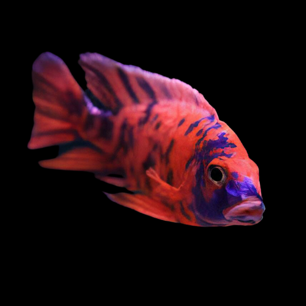 A1 Aulonocara Orange Blotch Peacock Malawi African Cichlid 10cm – Auction