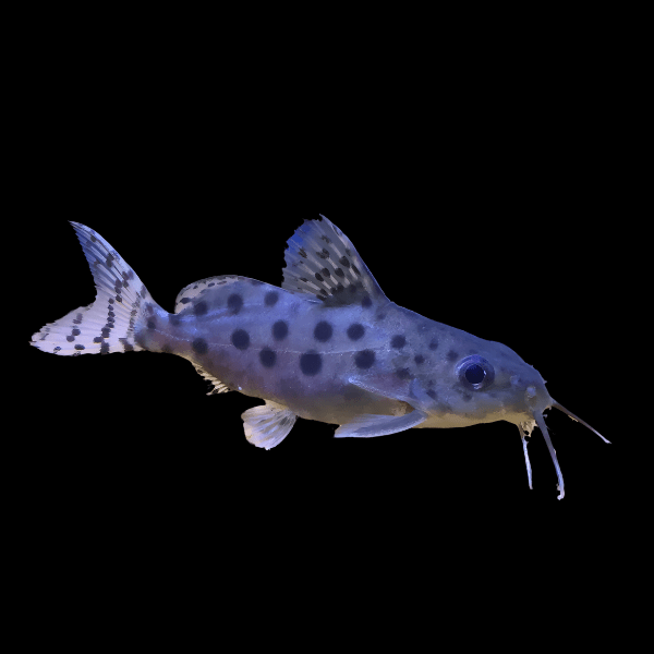 Ocellated Catfish Synodontis Ocellifer 5cm