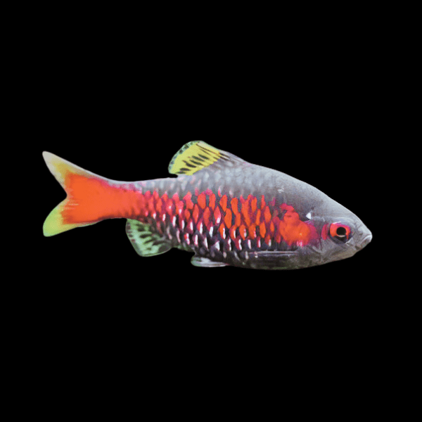Odessa Barb Pethia Padamya 4cm