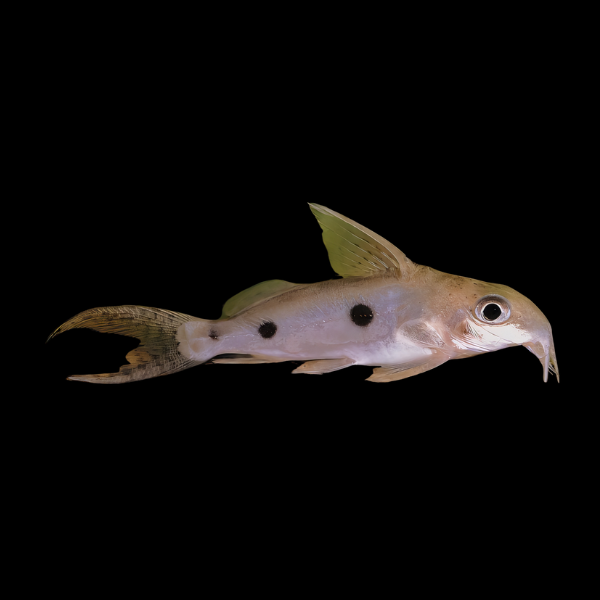 One Spot Squeaker Catfish Synodontis Notatus 5cm