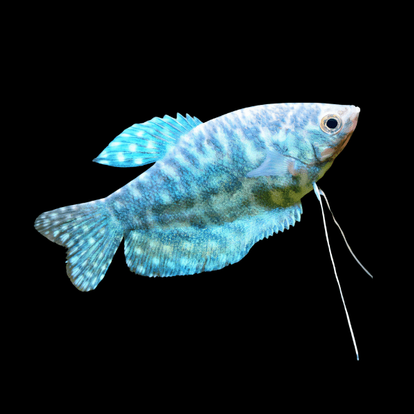 Opaline Gourami Trichopodus Trichopterus 5cm