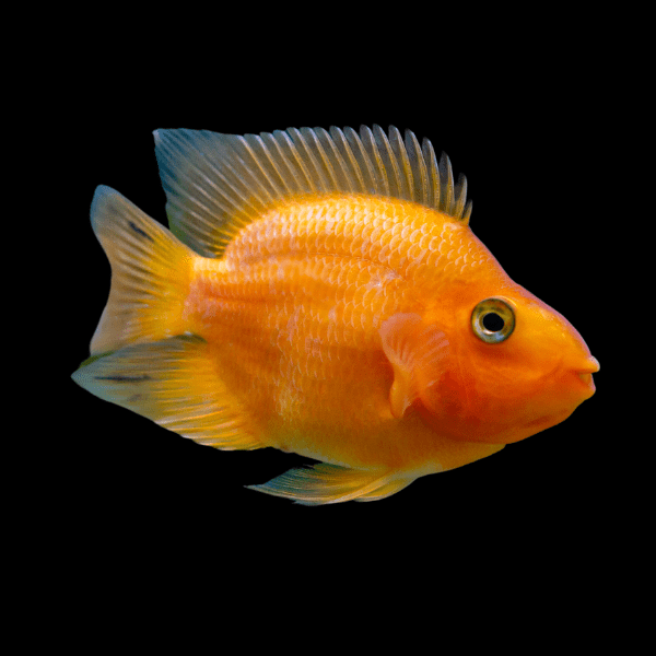 Orange Parrot Fish Hybrid Amphilophus citrinellus √ó Vieja melanurus 5cm