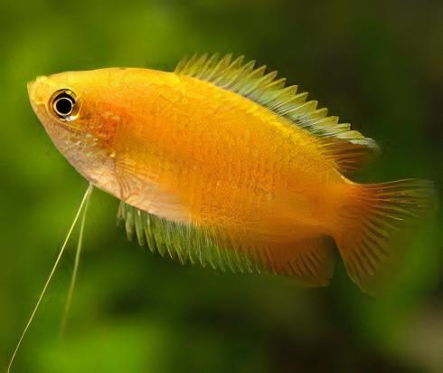 Orange Thick Lip Gourami Trichogaster Labiosa 5cm - Image 5