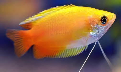 Orange Thick Lip Gourami Trichogaster Labiosa 5cm - Image 6