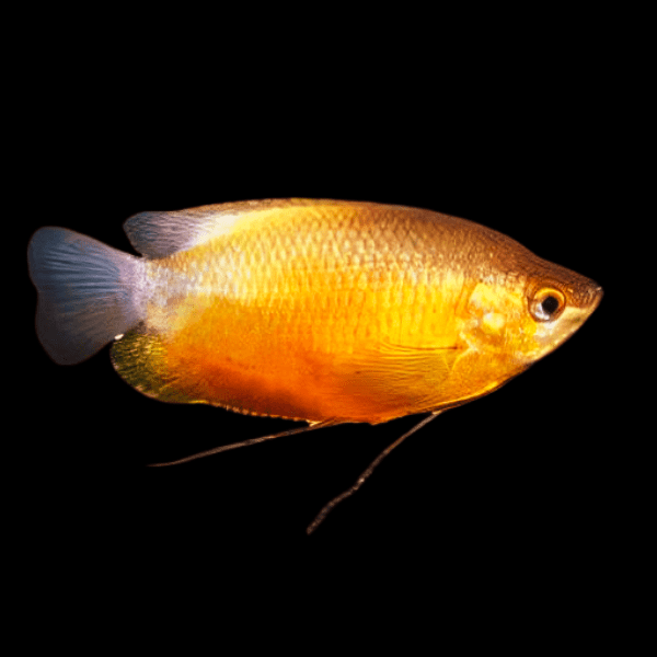Orange Thick Lip Gourami Trichogaster Labiosa 5cm