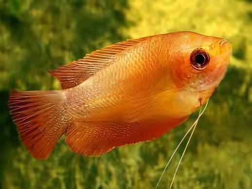 Orange Thick Lip Gourami Trichogaster Labiosa 5cm - Image 4