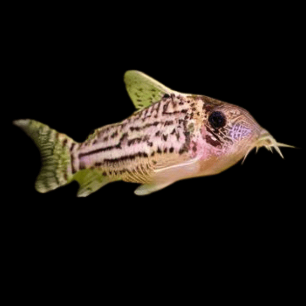Ornate Corydoras Ornatus 4cm Catfish