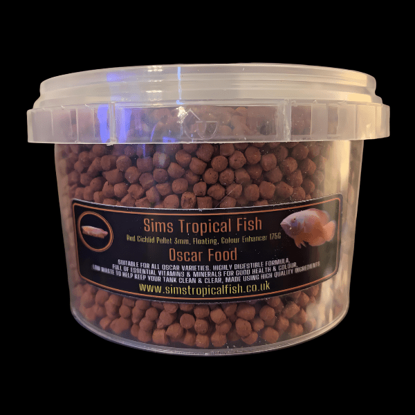 Yellow Oscar High Grade Astronotus Ocellatus 12cm - Image 2