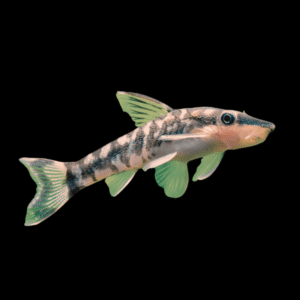 Otocinclus Dwarf Sucker Catfish Macrotocinclus Affinis 2cm