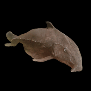 Oxydoras (Pseudodoras) Niger Ripsaw Catfish 12cm