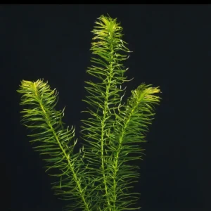 Five Bunched Plants Oxygenator Plant Egeria Najas