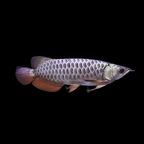 Pahang Sapphire Blue Crossback Arowana Scleropages formosus 20cm