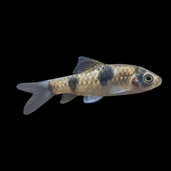 Panda Barb Haludaria Fasciata 4cm