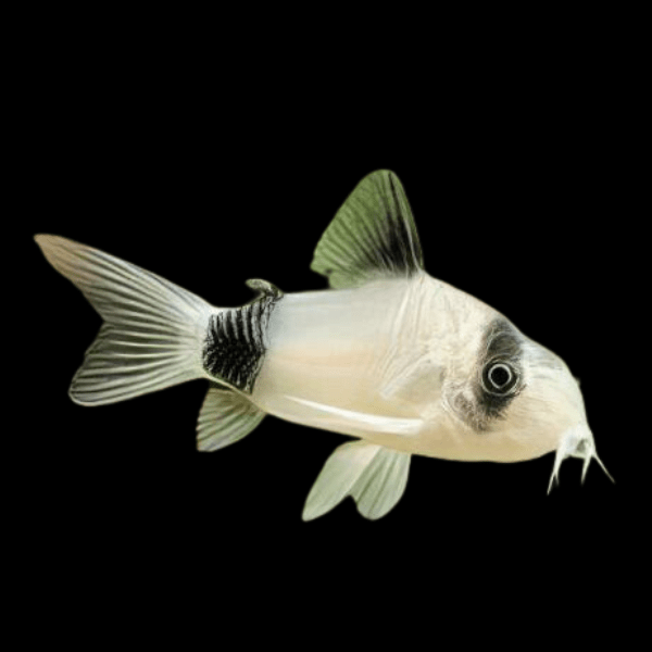 Panda Corydoras Panda 3cm Catfish