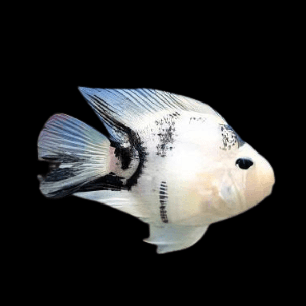 Panda Baby Parrot Fish Hybrid Amphilophus Citrinellus √ó Vieja melanurus 3cm