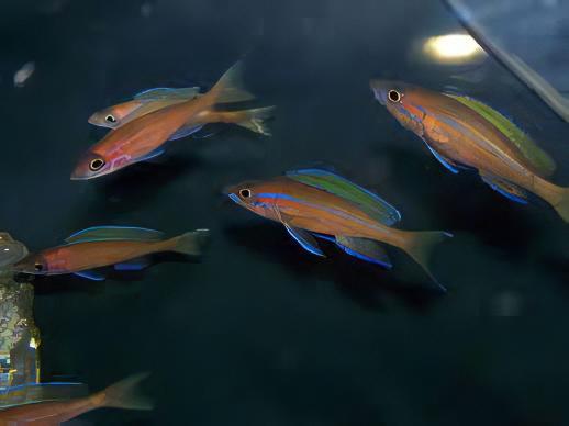 Paracyprichromis Nigripinnis Neon Blue Tanganyikan African Cichlids 5cm - Image 9