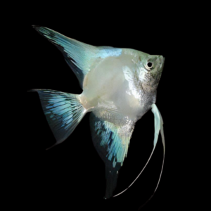 Paraiba Ghost Angelfish Pterophyllum Scalare 5cm