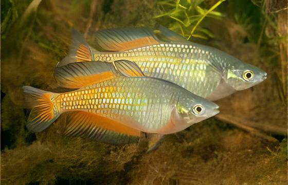 Parkinsoni Rainbow Fish Melanotaenia Parkinsoni 5cm - Image 8