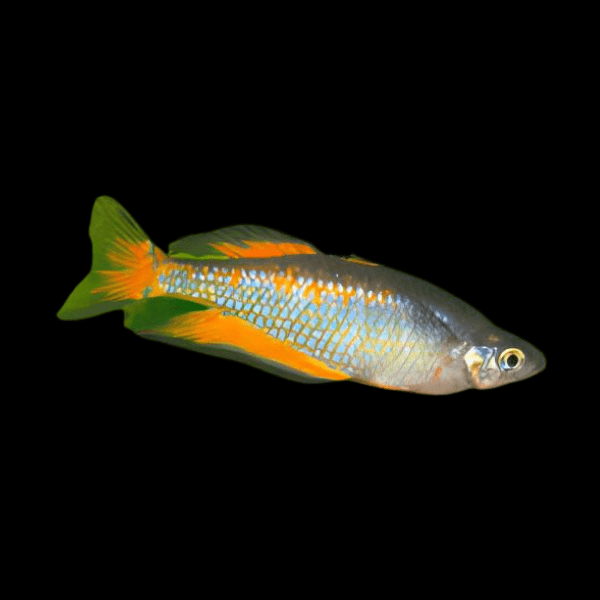 Parkinsoni Rainbow Fish Melanotaenia Parkinsoni 5cm