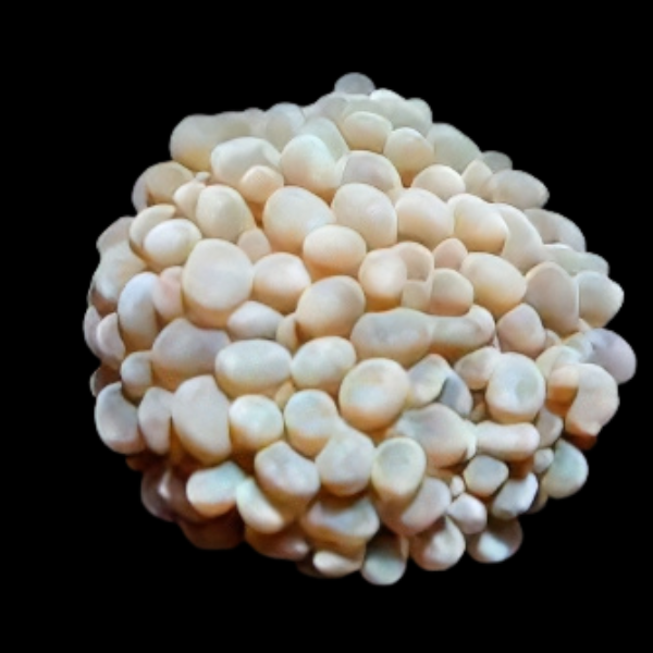 Pearl Bubble Hard Coral Plerogyra Sp
