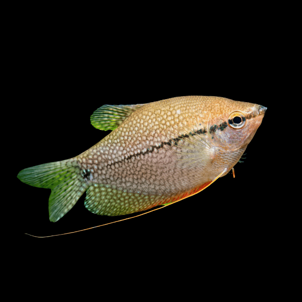 Pearl Gourami Trichopodus Leerii 5cm