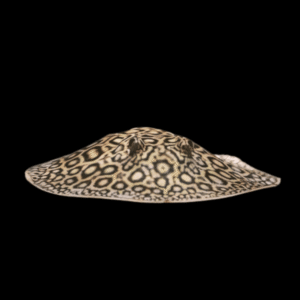 Freshwater Pearl Stingray Potamotrygon Jabuti 20cm