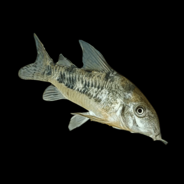 Peppered Corydoras Paleatus 3cm Catfish