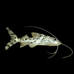 Pictus Catfish Pimelodus Pictus 8cm