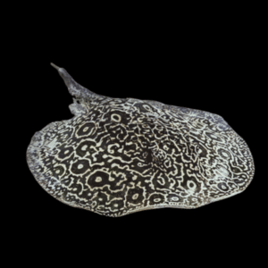 Freshwater Piebald Panda Stingray Potamotrygon Jabuti 20cm