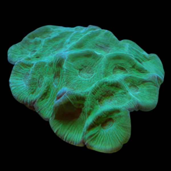 Pineapple Prism Hard Coral Moseleya Sp