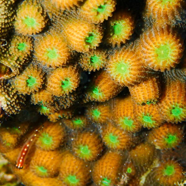 Pineapple Star Hard Coral Montastrea Sp