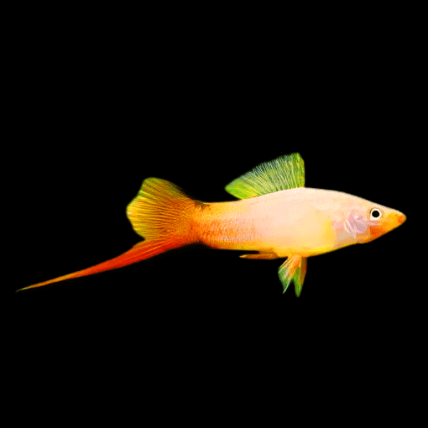 Pink Comet Swordtail Xiphophorus Hellerii 3cm