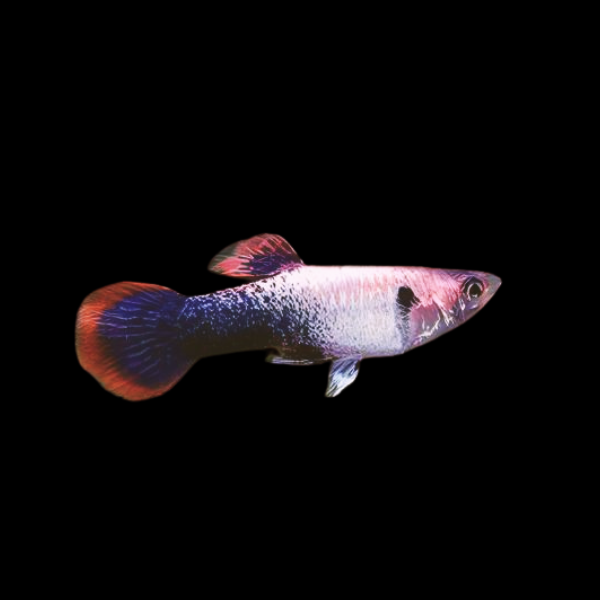 Pink Crescent Guppy Poecilia Reticulata‚Ä® 3cm